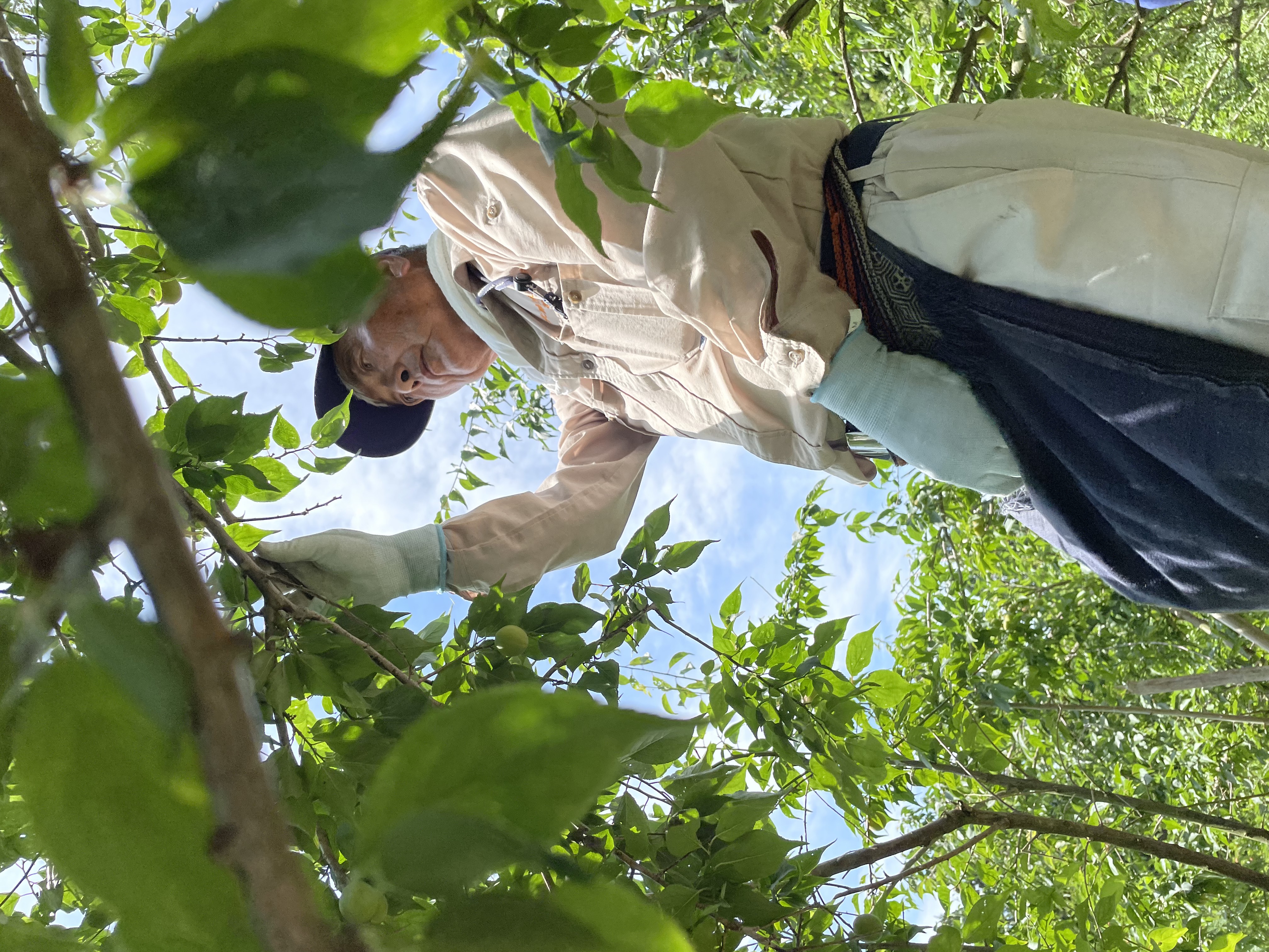 道渕さんの収穫の写真